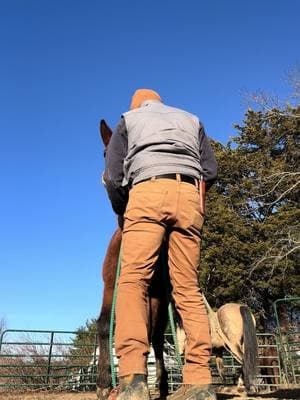 Had a friend needing some help on a “stuck” donkey… took the opportunity to shoot a quick video… #lucille #mule #mulesoftiktok #naturalhorsemanship #veteran 