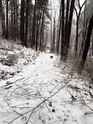 #blueridgemountains #fernhollowcollective #itsjustmecorbing #snow #trees #falling #timber #corbinprydwen 