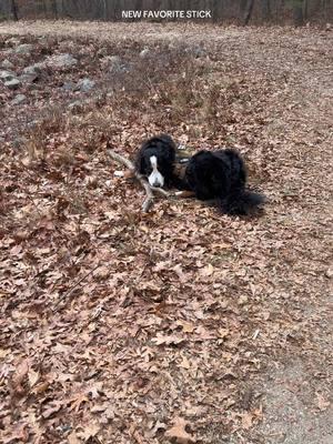 FJ you traitor #bernesemountaindog #bernesemountaindoglovers #bernesemountaindogsoftiktok #berneselove #bernesemountainpuppy 