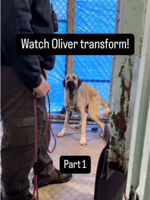 💔 We’ve gotten a lot of criticism for advocating for dogs like this Anatolian Shepherd, Oliver. 😢  👉 People have asked countless times, “What are you thinking when you’re working a high risk dog?” I’m in the moment; observing, assessing and always taking action. Even remaining still is an action. I also tend to view the interaction from above as an invisible third party. This video gives you some of my thoughts. 👆 🚫 ”What about the haters?” “lol, yep.. what about em?” 🤣  📍📍📍📍 💪 The Anatolian Shepherd is a large, powerful, and agile dog breed that originated in Turkey. They are known for being protective, loyal, and territorial. They are also known for being reserved, calm, and loud so none of this surprised me. 👍 @Brick City Rescue contacted us about Oliver in a very high stress, less than adequate, animal control facility. 💀 A dog of Oliver’s paralyzing fear doesn’t stand a chance there 💉💉. They simply don’t have the resources.  ❤️ Staying right sized is of the utmost importance when working shelter dogs in this state or fight or flight; both literally and figuratively. The situation in the moment must be changed asap as well. Hence, the priority removal into a quiet area. 🤐 That includes people… STFU! I do too! No baby talk.  🙏 Share and watch as Oliver improves with us. Stay tuned for part 2 as we show you how misinterpreted dogs can be, the power and beauty of silence, and the results of benevolent leadership. #anatolianshepherd #livestockguardiandog #fearfuldog #shelterdogs #shelterdogsrock #rescuedog #adoptdontshop #adoptorshopresponsibly #dogrehabilitation #DogTraining #germanshepherd #germanshepherdsoftiktok #doglovers #dogtrainer #dogloverforever #dogloversclub #dogbehavior #doglife #obediancetraining #dogtrainingadvice #dogtrainingtips #bergencounty #bergencountynj 