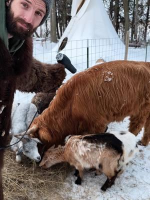 If you’ve ever driven by a field of cattle with snow and ice all over their backs you don’t have to worry about freezing out there in the cold! It’s actually a good sign that their hair is trapping heat in their body and keeping them nice and toasty 🔥🐄  #cow #cows #cattle #livestock #DidYouKnow #fact #facts #funfact #funfacts #education #educational #tip #tips #farm #farmanimals #farmer #winter #ice #snow #cold #animal #animals #ag #agriculture #rancher #ranching #beef #shilohfarm 