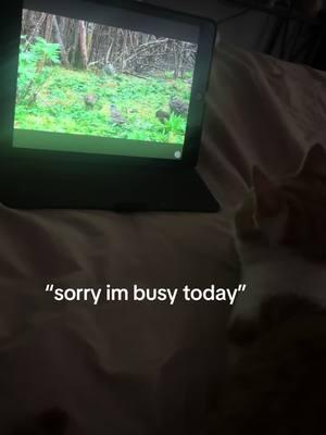 #gambitthekitty#gambit#kittymom#cattv#catvideos 