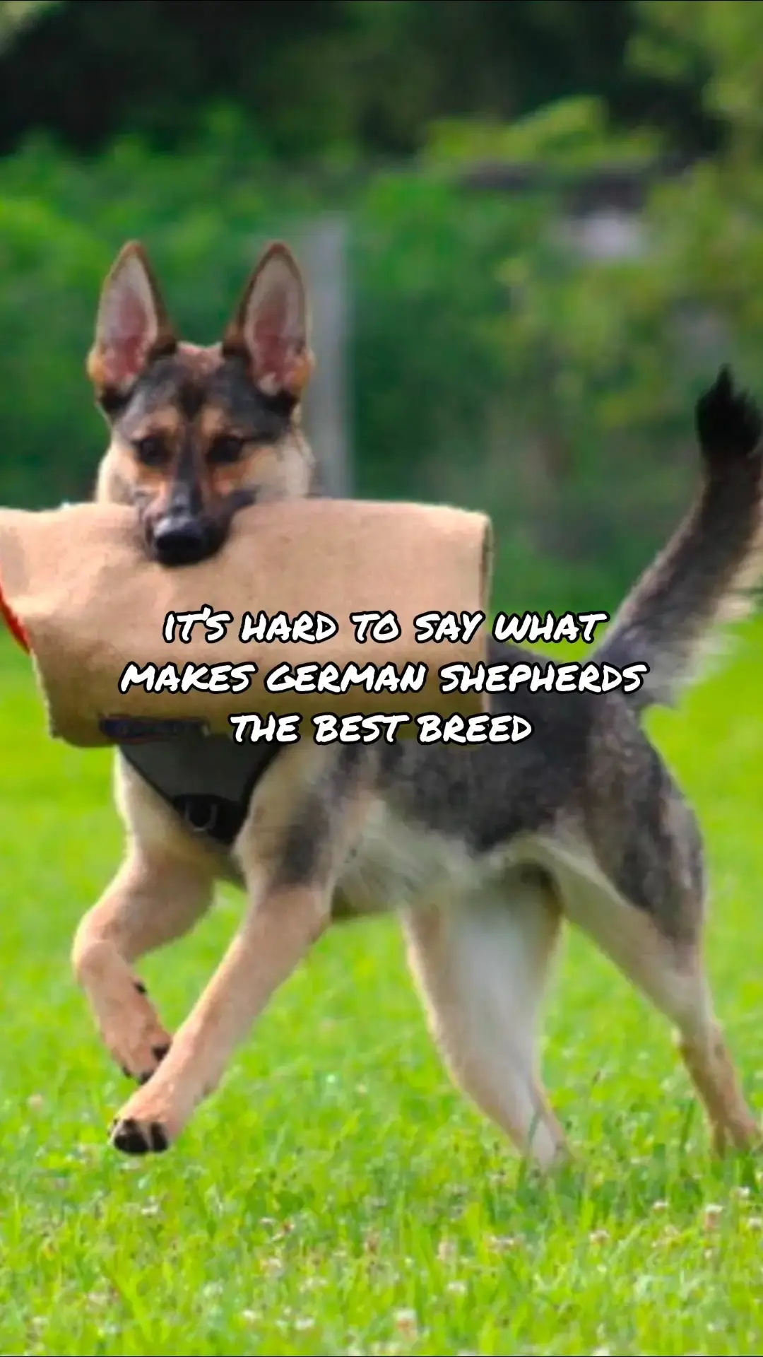 ofc i used Kipper photos 😮‍💨 #wildcaughtkipper #kipperthedog #kipper #servicedog #sdit #servicedogintraining #multipurposeservicedog #cardiacalert #cardiacalertdog #cardiacalertservicedog #psychiactricservicedog #psd #germanshepherddog #gsd #germanshepherd #workingline #wlgsd #workinglinegermanshepherd #workingdog #workingdogs #sportdog #bitesports #bitesportdog #bitework #dogbite #bitedog #psa #mondio #mondioring #pots #eds #heds 