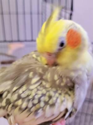 She was shocked #cockatielsoftiktok #cockatiel #bird #rentsdue #cockatielsontiktok #fyp #viral 