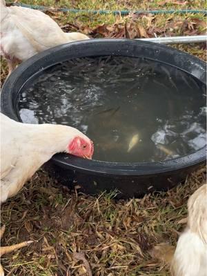 The boys went fishing so the girls got some left over minnows 🫶🏼🥹 Let’s just say they were thrilled #farmlife #chickencoop #meatbirds #chickensoftiktok  @Team Snatch Outdoors 