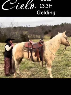 ᑕIEᒪO is the sweetest, kindest, palomino paint colored, 13.3 hand pony gelding. At 12 years of age, he's seen the sights with a lot of adventures left to give. He is a great addition to any family and is safe for youth or small adults to ride. He's been used in all the ranch tasks and is as solid as they get on the trails. Located in Mountain View, MO #cowpony #ponyforsale #horseforsale