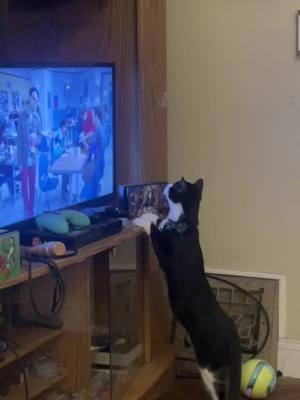 My cat has great taste in TV—she’s obsessed with Big Bang Theory reruns! She sits there like she understands every joke. Either she’s secretly a physicist or she just really loves Sheldon’s quirks. 🐾🛋️ #Bazinga #CatLife #BigBangFan #TVBuddies #catspfinstagram #bazinga @bigbangtheory @therealjimparsons 