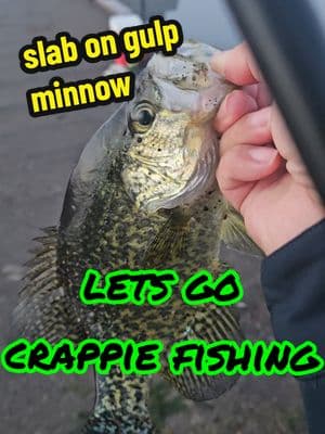 @Panfish Nation @Panfish Slayers @Crappie Guru @CrappieNOW @gulpminnow @Jonathan Antonio lumbreras gar @crappiedayfishing @Crappie.Elite.Outdoors @Crappiefishingislife @B'n'M Poles @Minnow’s Bait Company @Hey Skipper Fishing @🇺🇸 FISHING TIKTOKS @Fishing Channel @Fishing Tutorials @Fishing @Brushpile Fishing @Simms Fishing @Fishing videos! #slab #shiner #greenshiner #letsgofishing #blackcrappie #black #crappiefishing #crappie #crappiejig #gulp #minnow #catchandrelease #panfish #sunfish #hunting #fish #fishing #fishinglife #fisherman 