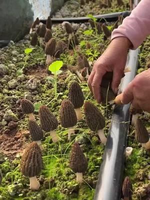 Have You Seen These Magical Mushrooms? Let’s Pick Fresh Morels Together#morelmushrooms #morel #morchella 