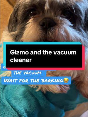 Gizmo is a little afraid of the vacuum, and Celina can’t help herself😂🐾😂🐾 #vacuuming #dogs #dogsoftiktok #gizmo #lifeofashihtzu #gizzytheshihzy #pooochacho #shihtzusoftiktok #shihtzu #shihtzus #funny #funnyvideos #fyp #foryou #foryoupage @gizzytheshihzy @Cece 🫰🏼💜💜 