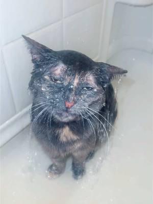 If you’re wondering, I love this cat more than words can ever express #pym #showercat #pymtheshowercat #soggy #soggytime #catsoftiktok 