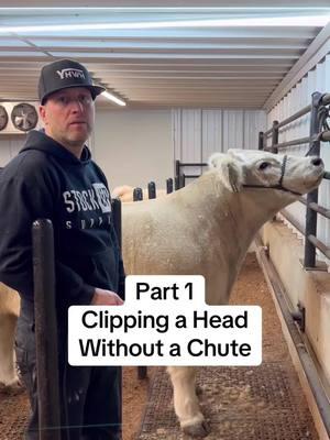 Part 1 | Clipping a head without a chute #livestockshow #livestock #cattle #showcattle #cattleshow #steershow #heifershow #heifer #ffa #4h #clippingcattle 