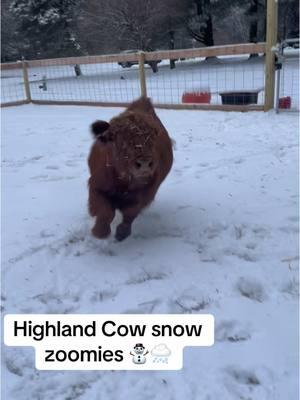 Annabella and Bruno having zoomies over new bedding and fresh snow fall 🥹❄️☃️ #NJ #highlandcows #highlandcowsoftiktok #newjersey 