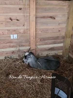 #LIVEhighlights #TikTokLIVE #LIVE #newbabie #gilbertona❤️🐐 #ranchotampicohermosomadisonga #ranchoelzacatecanomadisonga #ranchoviral #animales #fypシ #minigoat #foryou #minichivos 