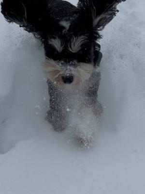 Snow zoomies activated! ❄️🐾✨ #SnowDayFun #DoodleZoomies #BernedoodlesOfInstagram #PawsInTheSnow #WinterAdventures #FluffyAndFrosty #DogSnowDay #SnowZoomies #LifeOfMika #ColdNosesWarmHearts