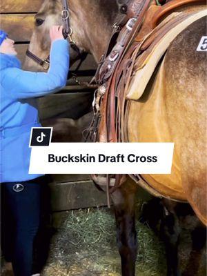 This Buckskin draft cross really caught my eye at the sale. I loved his build, size, kind eye, and demeanor. #buckskin #draftcross #horsesale 