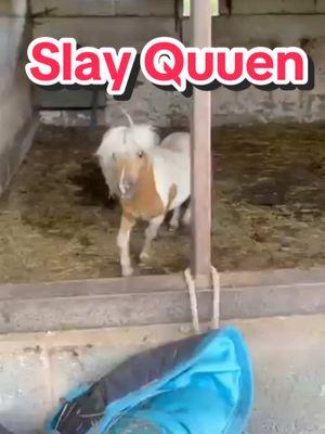 #creatorsearchinsights #horse #skay #queen #throne