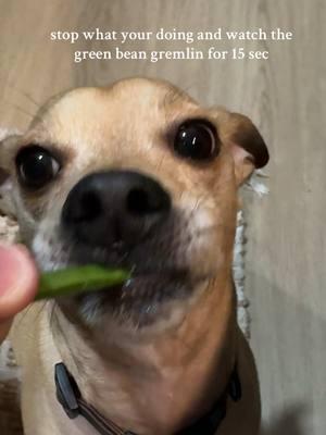 did you watch it all 🤨🫵🏻 don’t lie #greenbeans #dogsoftiktok #gardengremlins #dogseating 