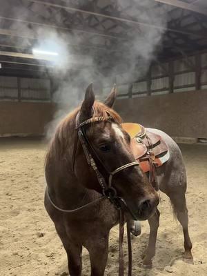 Bruce knows he is cute when STEAMING!  ##snyderperformancehorses##2025##stallion##horses##horsesoftiktok##cool##cowboy##quarterhorse##aqha##january##cold##nebraska##srvlittleloverboy