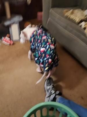 Annabelle got new pajamas today!!#fyp #foryoupage #annabelle #newyear #newrules #newme #bhumble #stayhumble #bpresent #tiktokgrow 