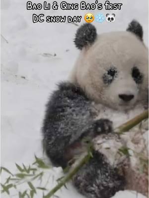 Looks like Bao Li and Qing Bao are having snow much fun with their first #WashingtonDC snow day. ❄️🐼 The National Zoo’s newest panda duo will make their public debut on Jan. 24! 📆 🎥: Courtesy of Smithsonian's National Zoo and Conservation Biology Institute #Only1DC #DC #DMV #Snow #panda #snowday #frolicking #animals #funnyvideo #smithsonian #zoo 