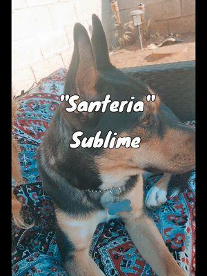 I don't practice #Santeria I ain't got no #crystalball but #opie🐶sayshiiii  #Sublime #caliturtlelovevibes 