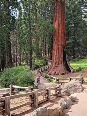 Te recomiendo visitar este 2025 Sequoia National Park,  en California  #sequoia #sequoianationalpark #nationalpark ##californiaadventure #elviajedekarla #Viral #adventure #socal #thingstodo #hiddengems #californiatrip #californiaplaces #californiatravel #travelife #losangeles #placestogo #friends #california #family #friendship #vacation #vacaciones #travelvlog #travelblogger #traveltips #californiatravel #PlacesToVisit #thingstodo #visit #parati #travelusa #traveltok #places #spring #2025 