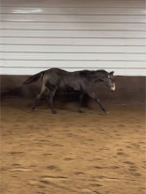 Smooch 💋 #obsessed#aqha#itsasouthernthing#westernpleasure#allaroundhorse#salehorse#yearling#fyp