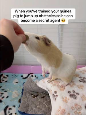 Some guinea pigs can jump! #guineapig #guineapigfacts #cuteguineapig #funnyguineapig #kaveekommunity #kaveecage #guineapigjumping #guineapiglove #cavylove #smallpets #guineapigsoftiktok 