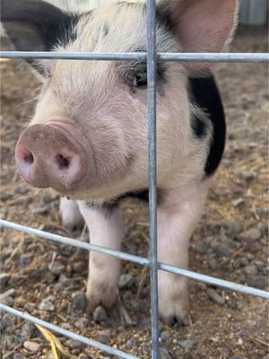 Momma hog and her piglets over the past 6 weeks 🐽🐷🐖. #hogsoftiktok #piglets #oinkoink #farmbabies #growingfast #missourigirl #smalltowngirl #sweetbabies 