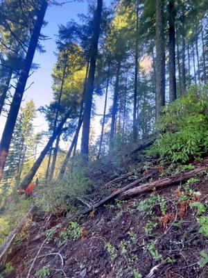 Cash money on the saw about to strip this sumbitch out #timbertipper🌲#ridgetopoutfitters#sawdog#pnw