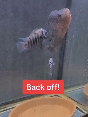 Female Flowerhorn vs mating pair of Convict cichlids #fishtok #flowerhornfish #kamfaflowerhornfish #convictcichlid #cichlidtank #cichlidsoftiktok #fyp #foryoupage 