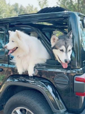 That’s a Huge Dog It’s that time of year! #husky #huskylife #huskysoftiktok #huskypuppy #huskylove #huskysiberiano #huskytok #dog #dogsoftiktok #doglover #dogtok #horselover #horsetok #horsegirl #horse #alaskanmalamute #malamute #malamutesoftiktok #malamutelife #malamutehusky #CapCut 