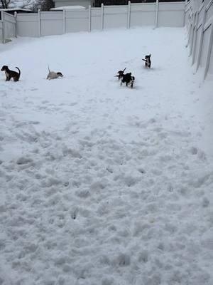 Snow days! The Secret pups are fans! #zeph #leto #rune #riddle #pandora #sypher #abbysangelsanimalhaven #abbysangelsah #rescuedogs #snowday #theyareworthit 