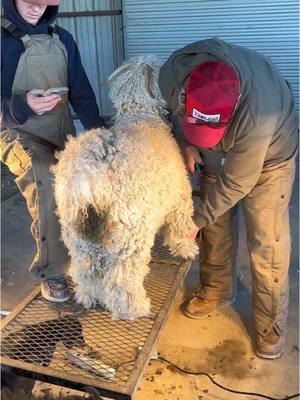 Getting the angora goats ready for the county fair! #Goats #AngoraGoats #CountyFair #Ranch #Ranching #KeepRanchin