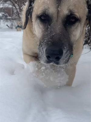 Hank + Winnie #snow #dogs #dogsoftiktok #goldenretriever #puppy #puppytiktok #snowday #snowstorm2025 #winniewinchester @Winnie Winchester 