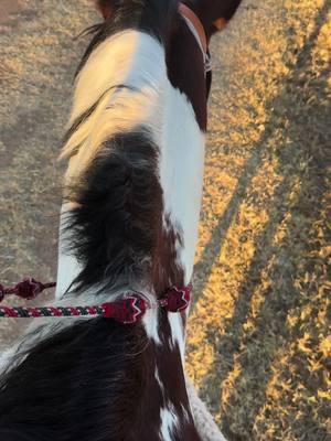 El cowboy me dicen🤣#caballosbailadores #caballosbonitos #frisianhorse #cuartodemilla #gerardocoronel #cowboys #vacas #cows #avecesllorocercadelabotella #vacacionesenmexico 