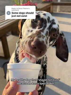 Replying to @Nova Theron #dalmatian #huadalmatian #healthydogs #dognutrition #cutedogs #dogsofttiktok 