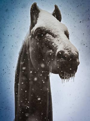 Snowy day in Kentucky. Visitied the great Man O War.  #horseracingphotography #racehorsesoftiktok #championracehorse 