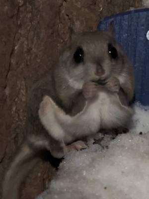 Ten inches of snow didn’t slow down the flying squirrels tonight.  #flyingsquirrel #squirrels #squirrelfeeder #kingsyard