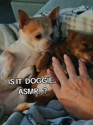 #asmr #dogasmrchallenge #dogsoftiktok #chihuahua #cuteness #asmrvideo #sensory #viral #trending #fyp #fyppppppppppppppppppppppp #therapy #massage 