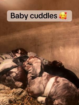 Babies ✨ #goatsoftiktok #goats #boergoats #farmlife #babyboers #farmlife #babyboers #babycuddles #RosillosFarm #rancho #livestock #goat #dapple #dapplegoats #farm 