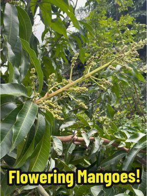 Flowering Mangoes🥭‼️ #trending #foryourpage #viral #fyp #mangoes #floridagardening #gardening #growyourownfood #foodforest #agroforestry #organic #farm #fruittrees #tropicalplants #mangoseason 