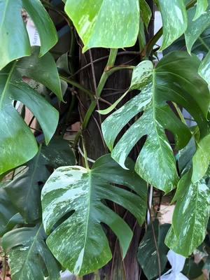 🎍 Happy Monstera Monday! 🌿 Take a deep breath and let the calm of the Monstera fill your space. 🍃 Did you know these stunning leaves, with their iconic splits, symbolize growth and resilience? Perfect inspiration to start your week. ☀️ Set your intentions. 💧 Hydrate your plants (and yourself!). 🌱 And don’t forget to soak in some greenery today. Share your Monstera moments with us—whether it’s a new leaf unfurling or simply basking in its beauty. Let’s grow together this Monday. #MonsteraMonday #PlantVibes #CalmThroughPlants #GrowthMindset #RarePlants #HouseplantCommunity