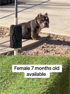 ##available #comegetger #az #female7montgsold #arizona #laveen #puppiestime #dogs #dog #doggies #columbusbornbullies 