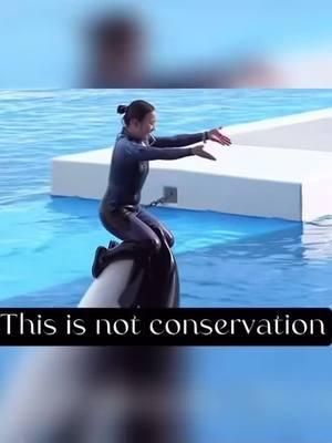 Stella has been subjected to a new "trick" designed to do nothing more than entertain a crowd of entitled people! Their suffering shouldn't be your entertainment! #orca #stella #kobesumaseaworld #dontbuyaticket #EmptyTheTanks #killerwhales #thanksbutnotanks #captivitykills  Video edited by @ jodiehillier78 on IG Caption by @ Jodiehillier78 on IG