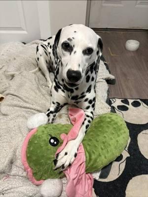 RIP Pickles 😭 #fyp #dogsoftiktok #petco #stuffedtoy #dalmatiansoftiktok #byebye 