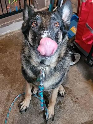 snow day for the goofball today too❄️🖤🥰 #GSD #germanshepherd #gsdoftiktok #sarge #goodestboy #snowday #bigbiterboy #dogsinsnow 