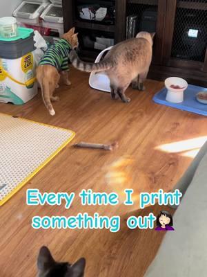 #funnycats #silly #sillycats #funny #catvid #catvideo #mycats #mykitties #curious #curiouscat #kitty #kitties #sillykitty #furbabies #furkids #adoptdontshop #happycat #meow #crazycats #catmomlife #catmom #cat #fyp 