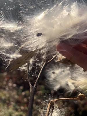 Milkweed #milkweed #nativeplant #pollinatorsareimportant 